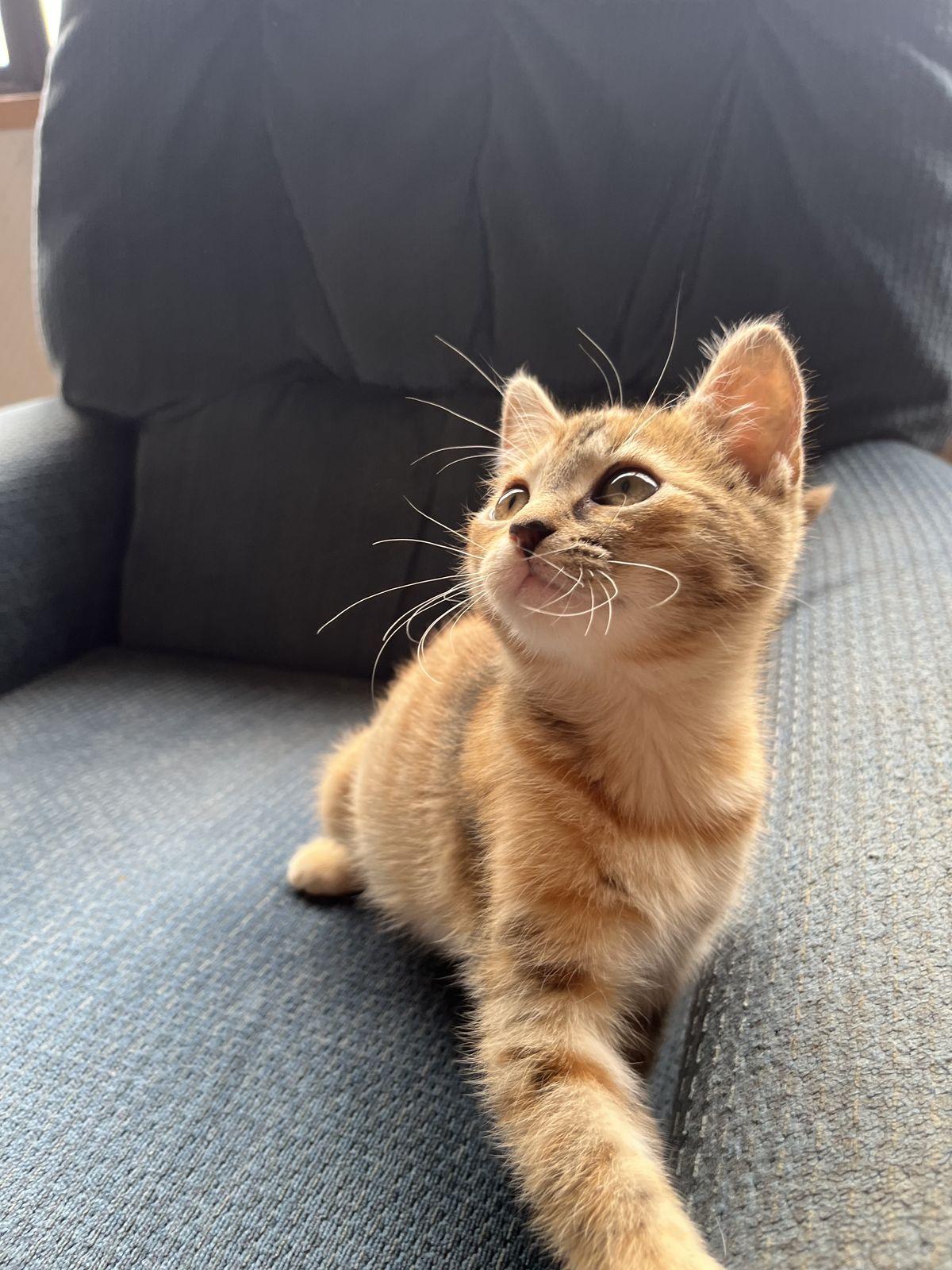 Gallery image: Cheddar