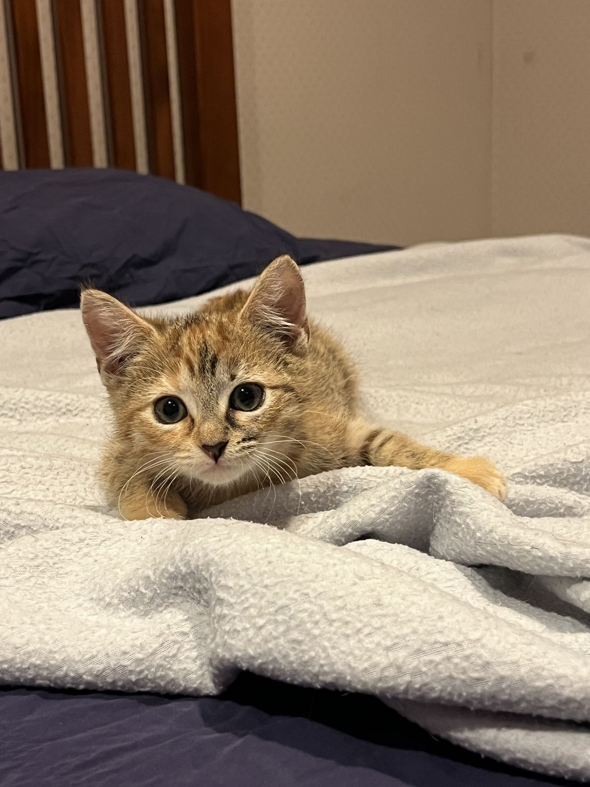 Gallery image: Cheddar