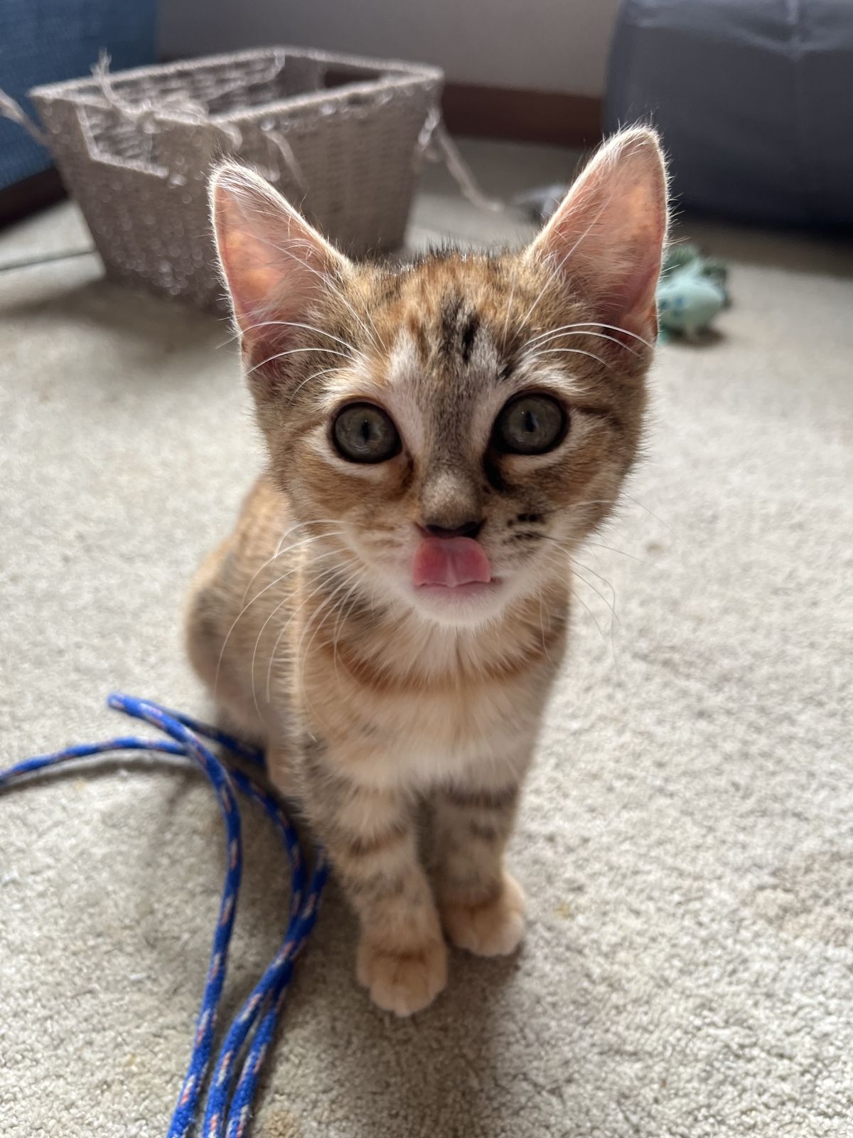 Gallery image: Cheddar