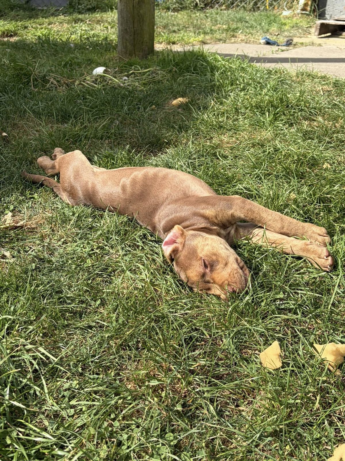 Gallery image: Felix 