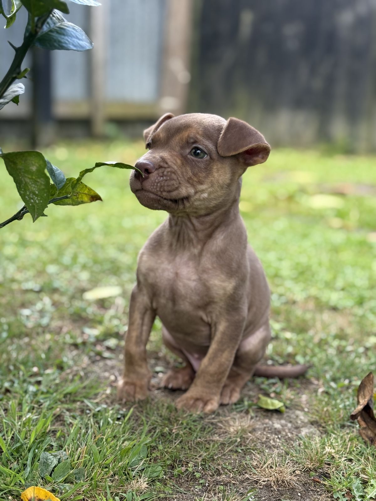 Gallery image: Felix 