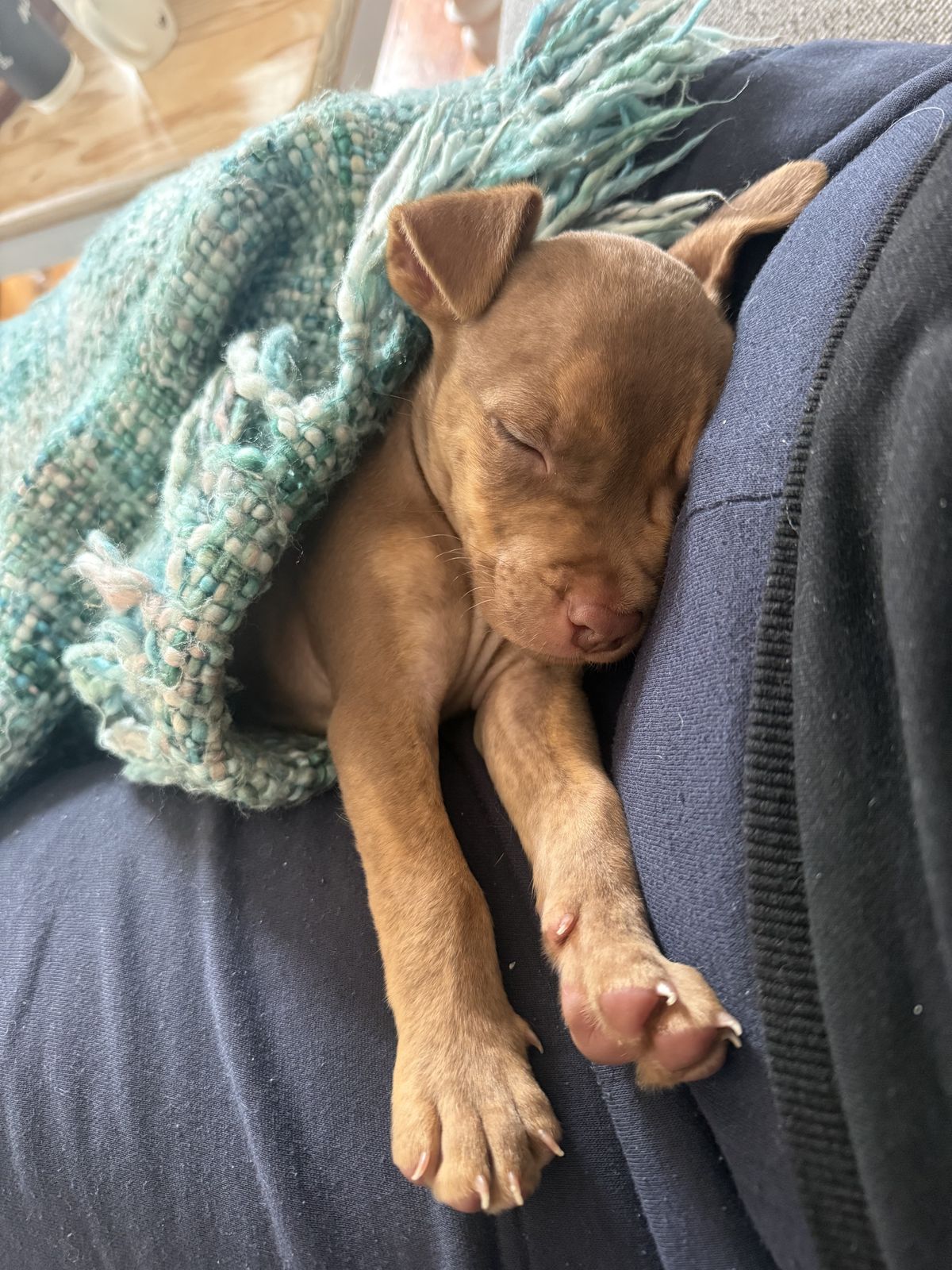 Gallery image: Felix 