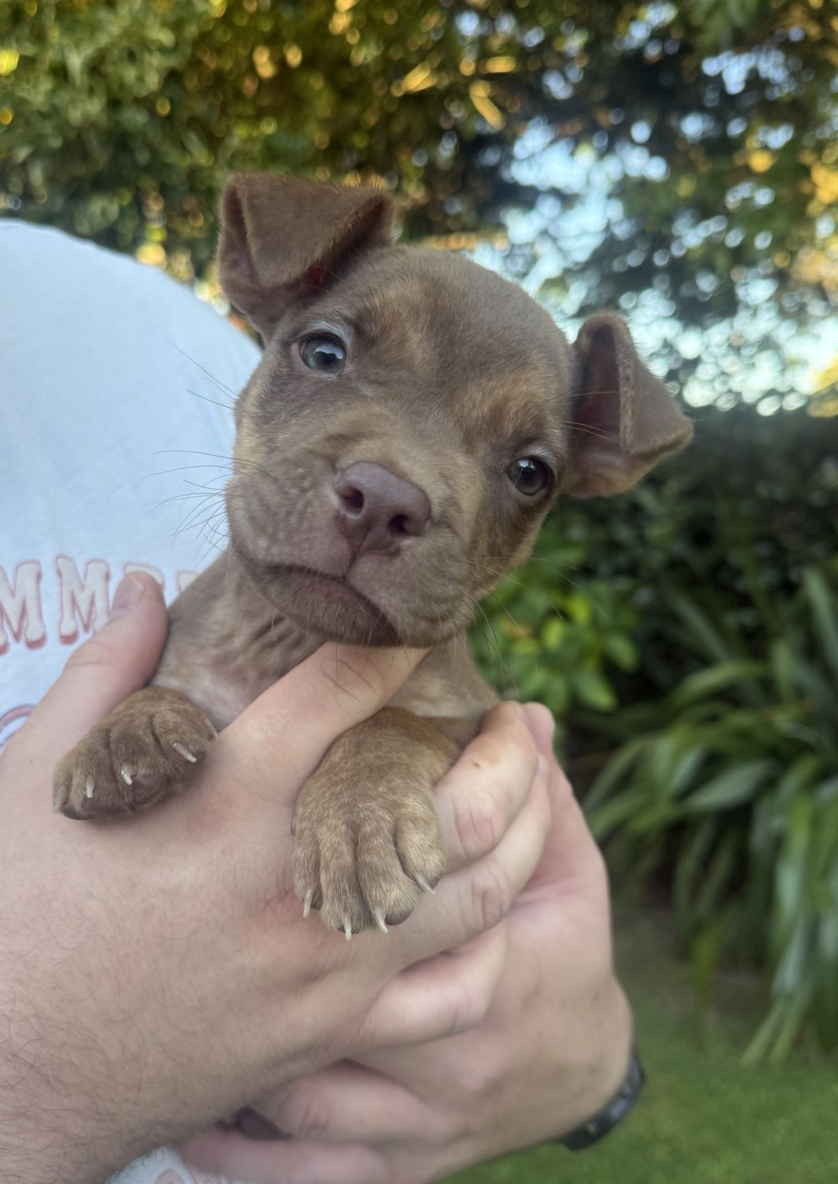 Gallery image: Felix 