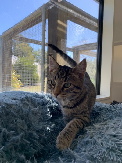 Kale - Domestic Short Hair