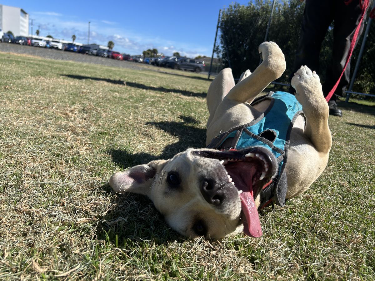 Gallery image: Pablo