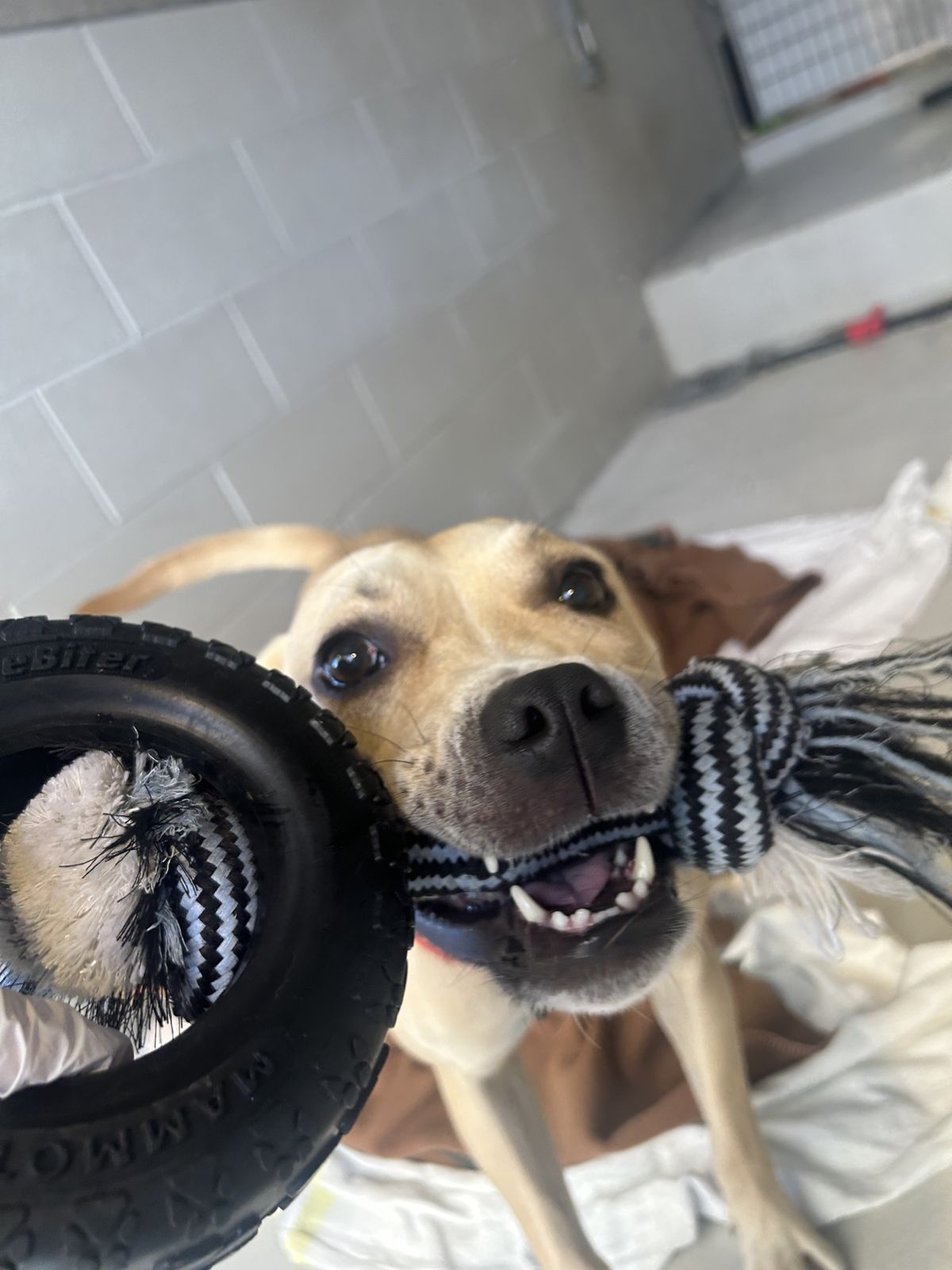 Gallery image: Pablo