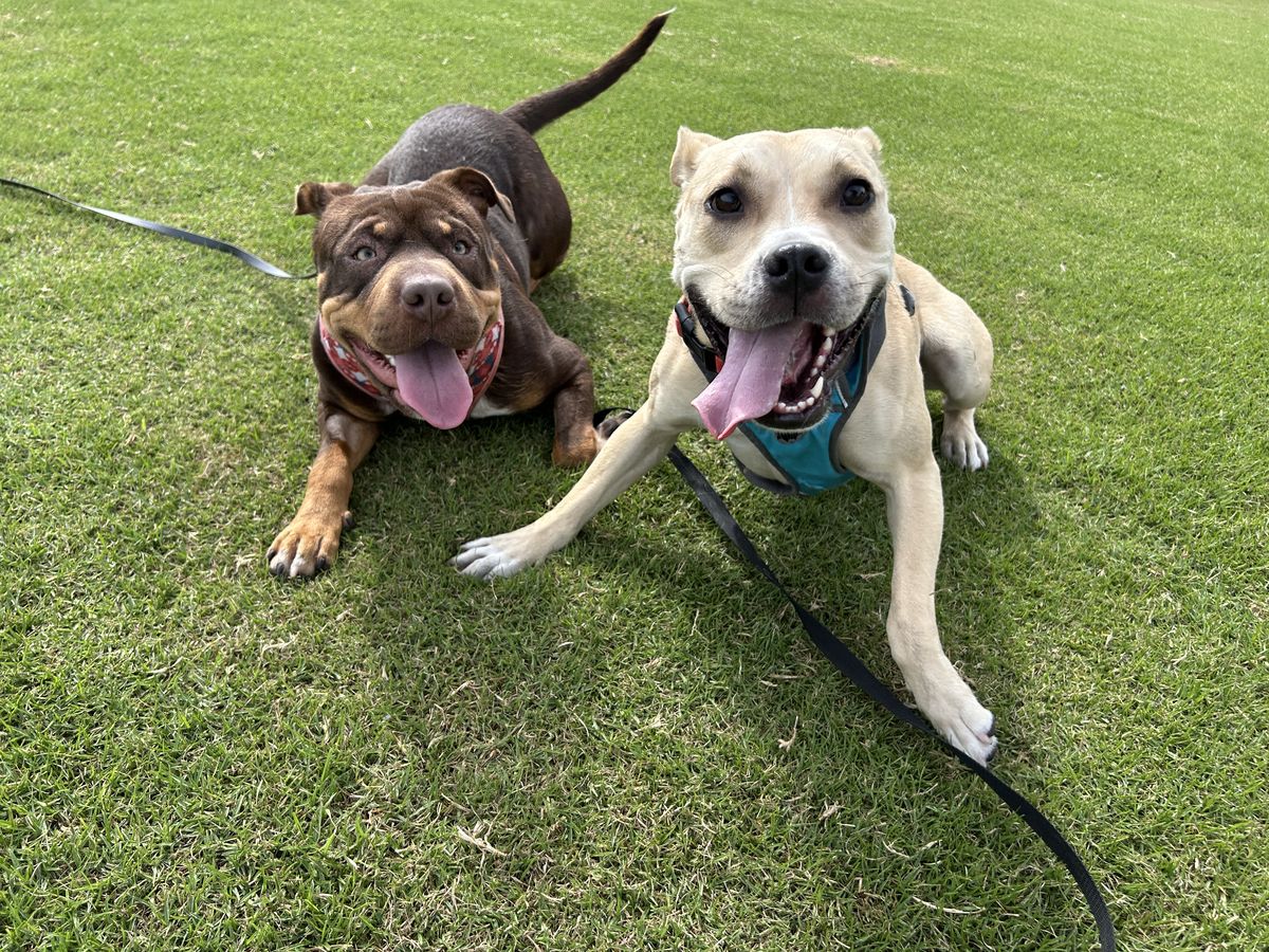 Gallery image: Pablo