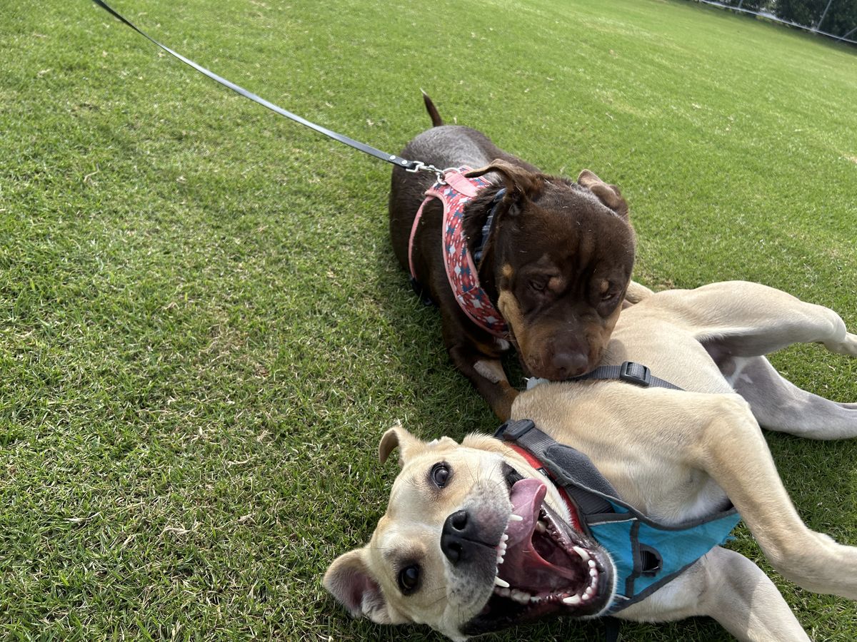 Gallery image: Pablo