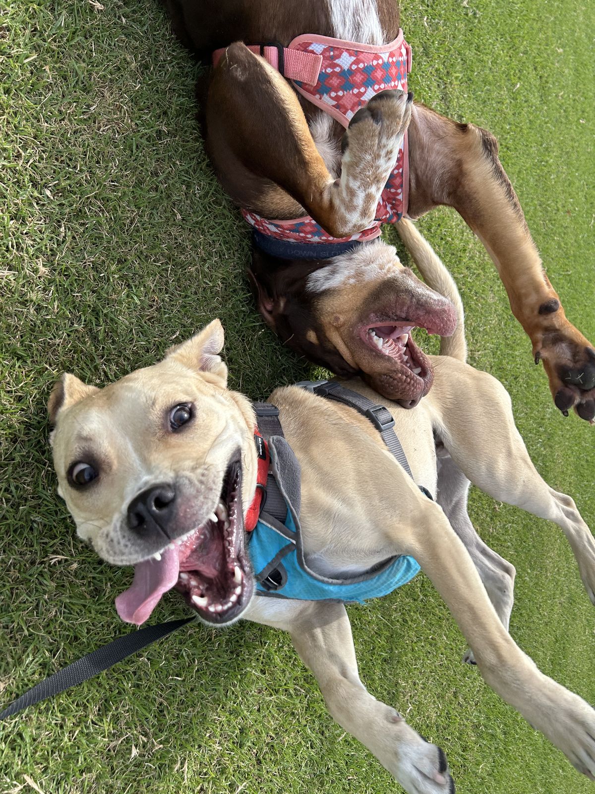 Gallery image: Pablo