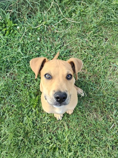 Huckleberry - Labrador