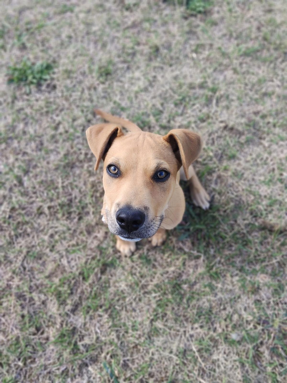 Gallery image: Huckleberry