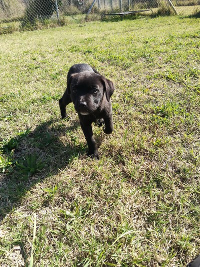 Bowie - Medium Cross Breed