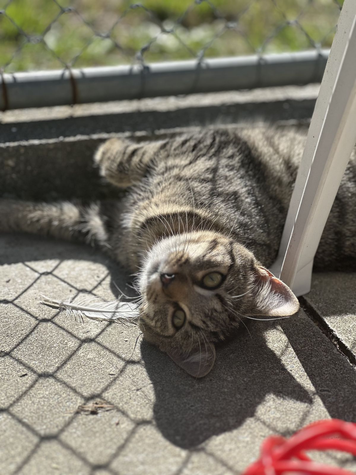 Gallery image: Muscat