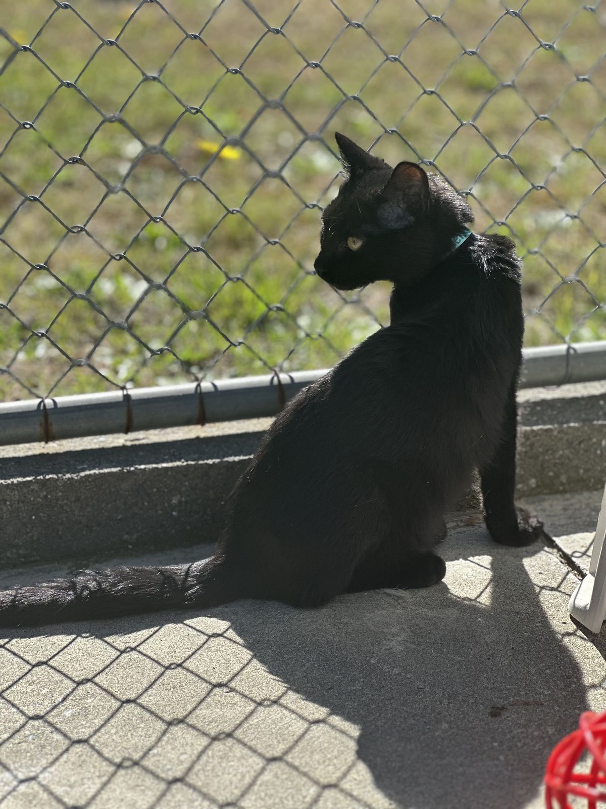 Gallery image: Ramen