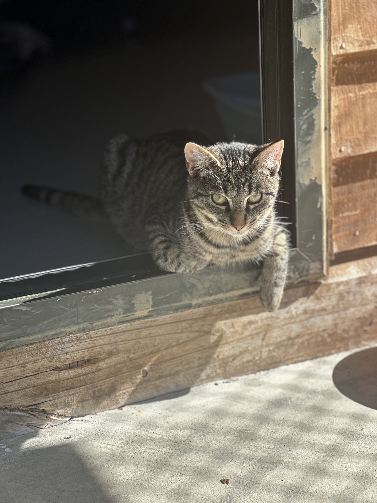 Gallery image: Walnut