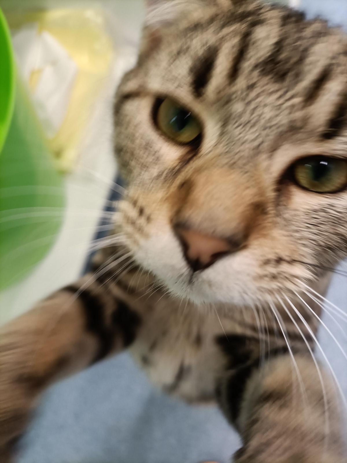 Gallery image: Bobby