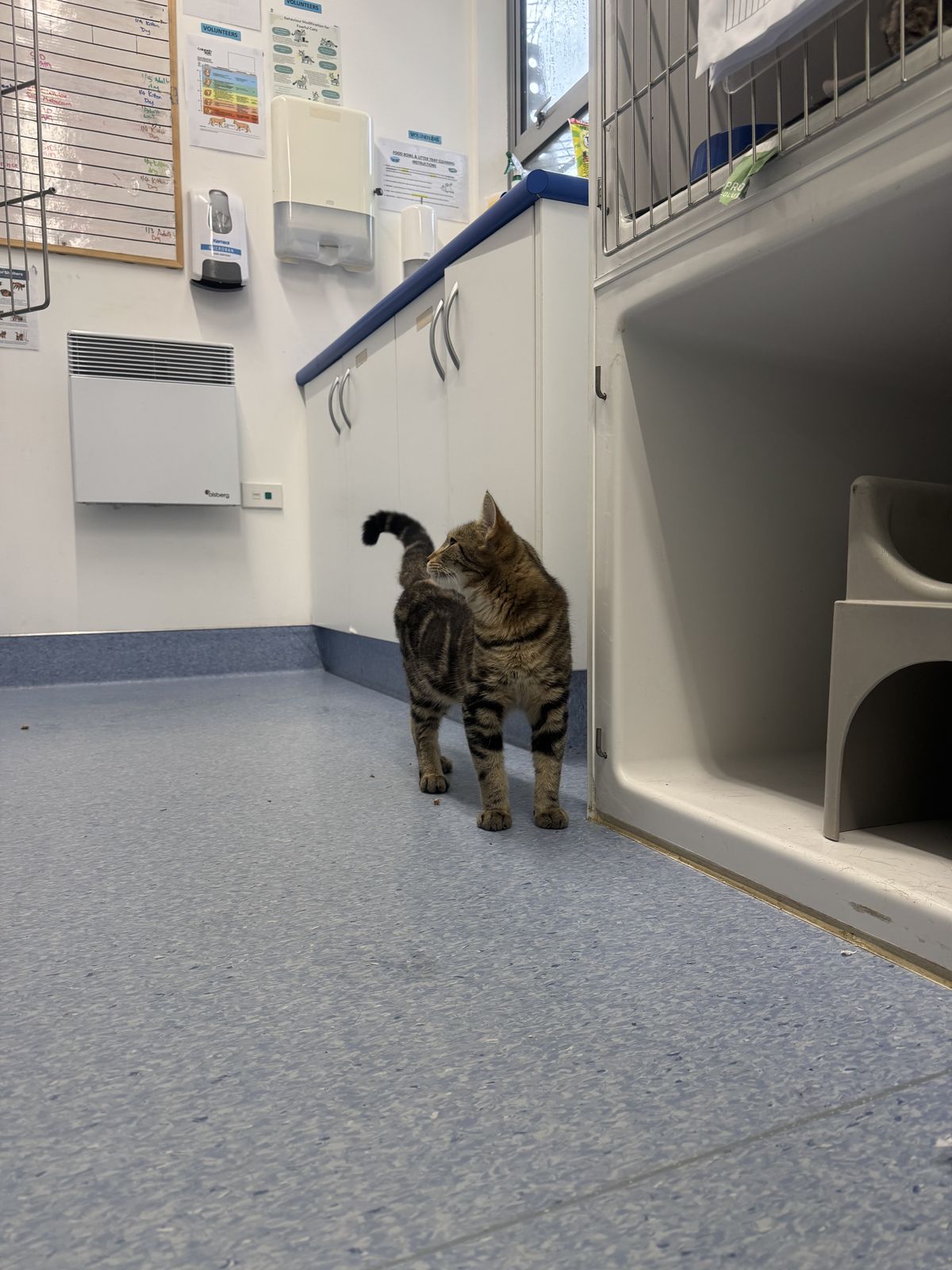 Gallery image: Bobby