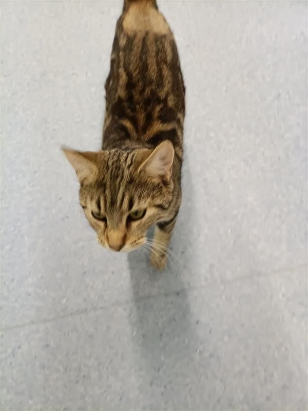 Gallery image: Bobby