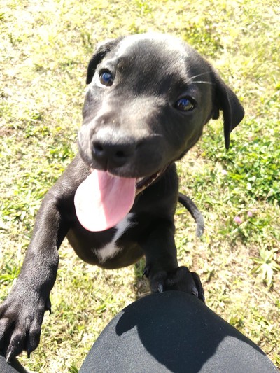 Lennon - Medium Cross Breed