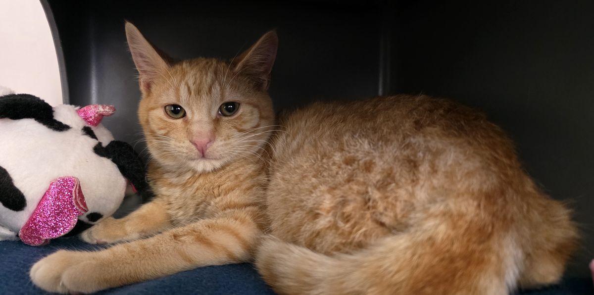 Gallery image: Atlas