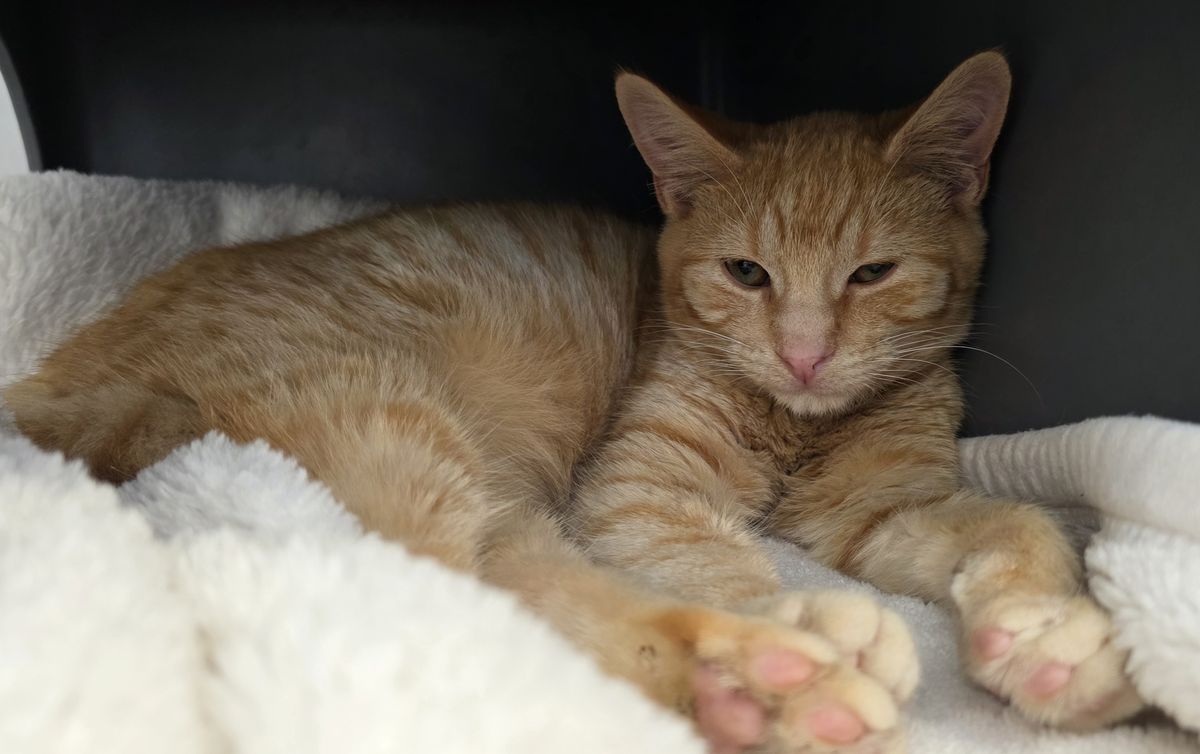 Gallery image: Atlas