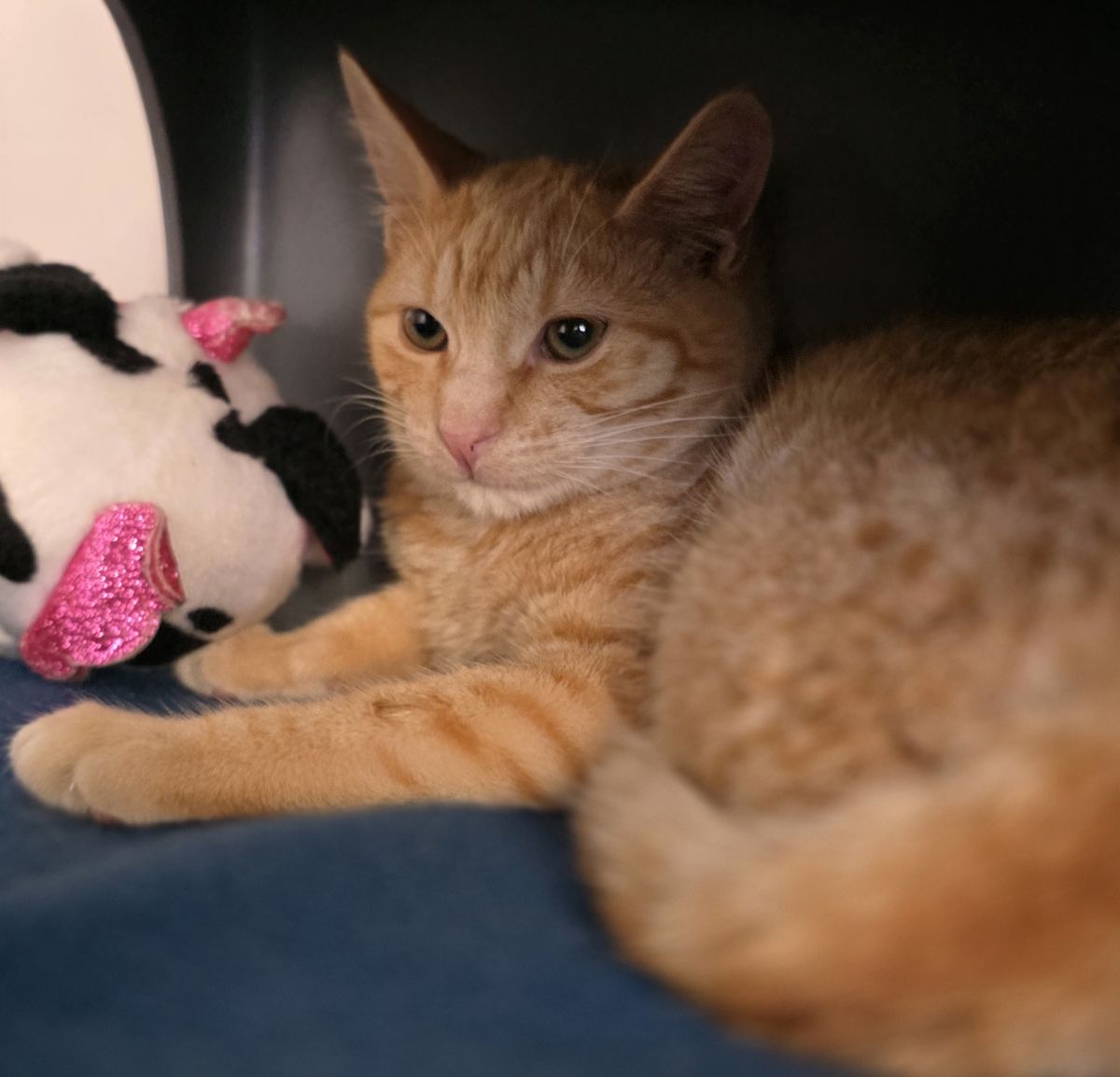 Gallery image: Atlas