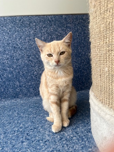 Fleetwood - Domestic Short Hair