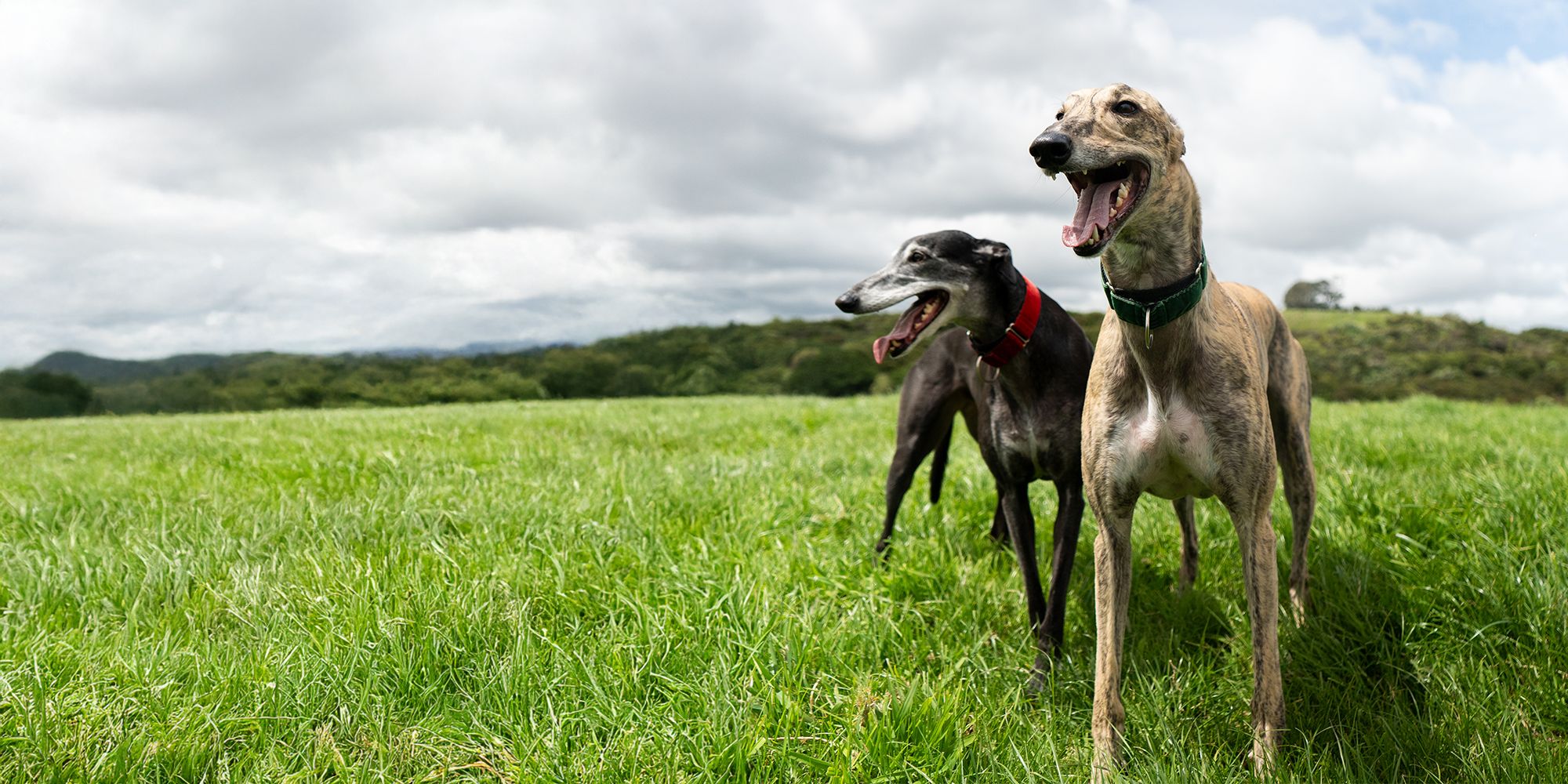 Greyhound racing ban now law!