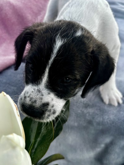 Luna  - Medium Cross Breed