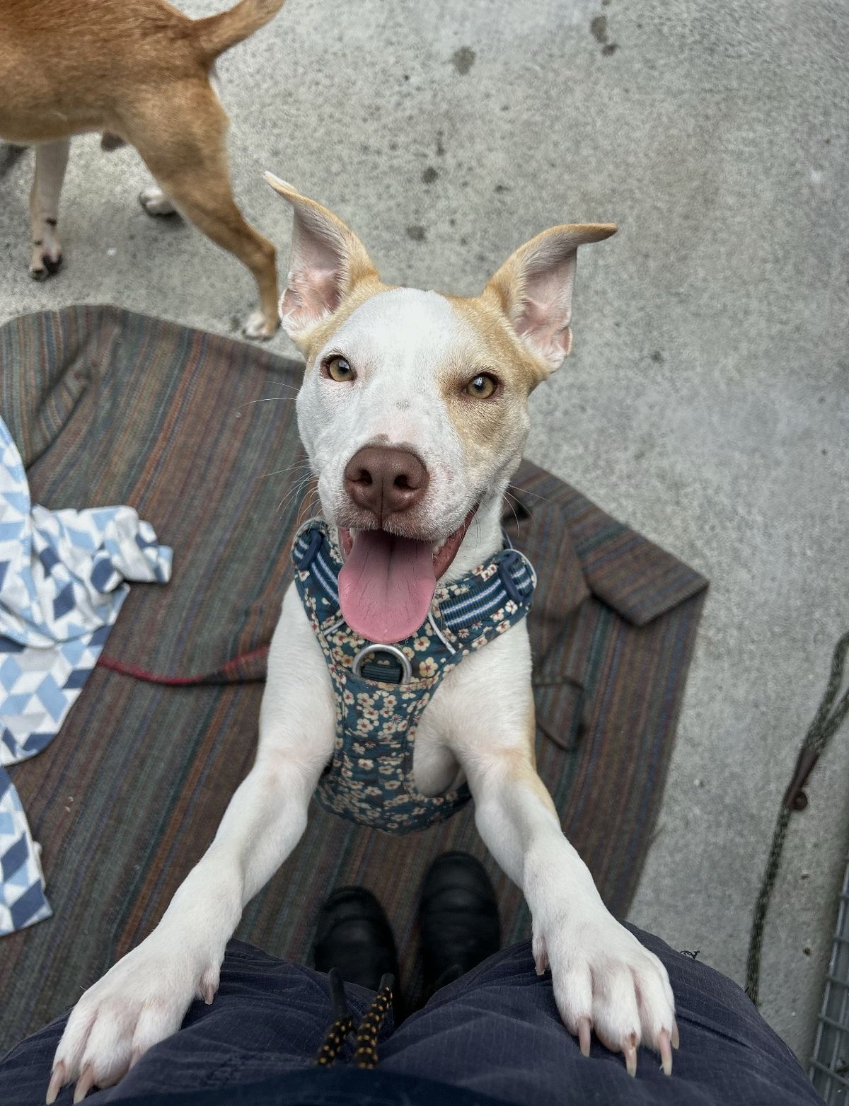 Gallery image: Bennie