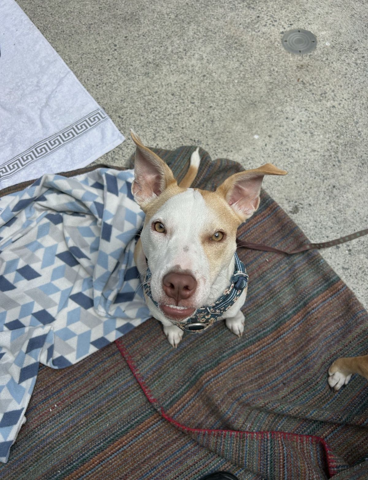 Gallery image: Bennie