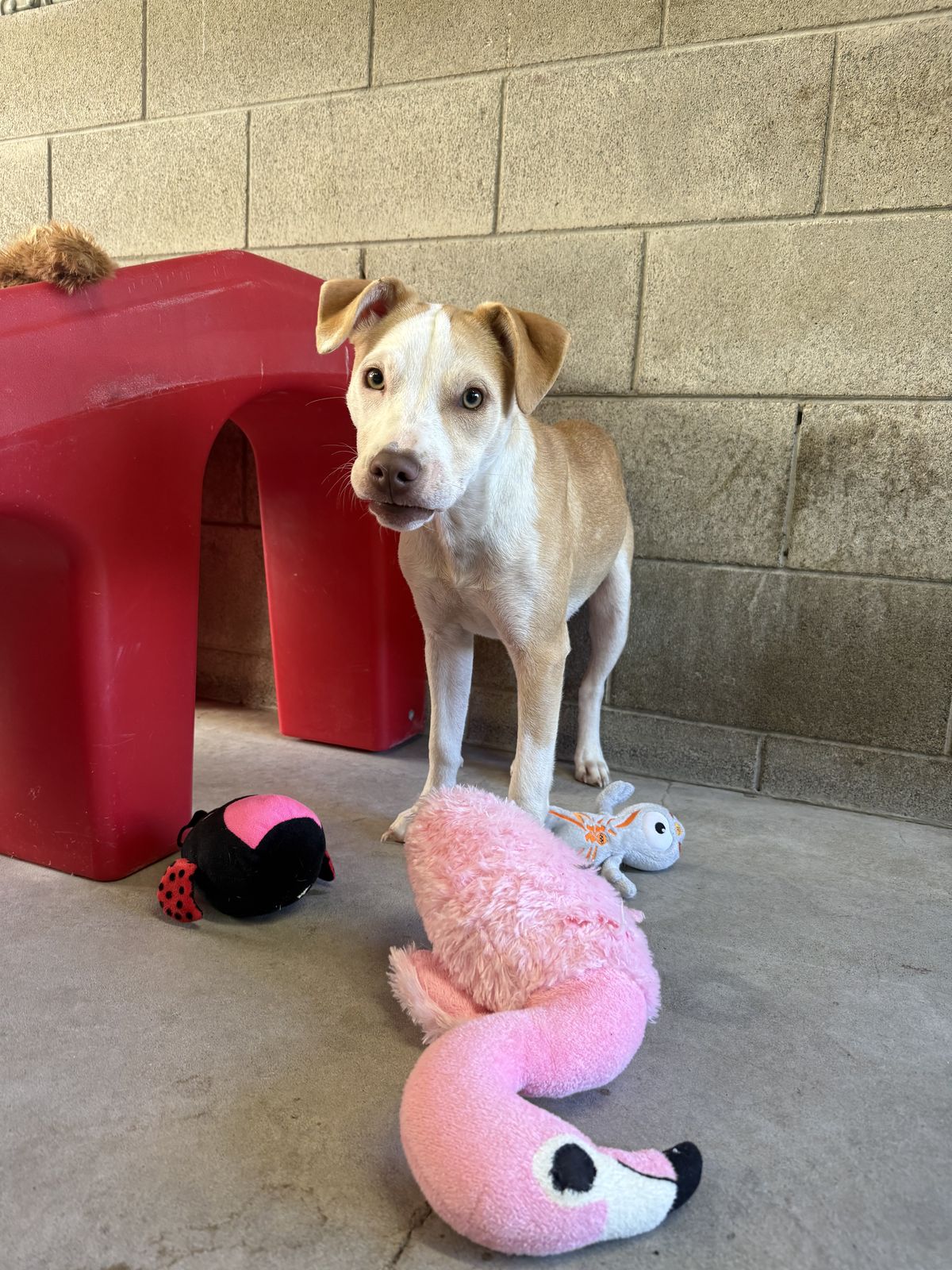 Gallery image: Bennie