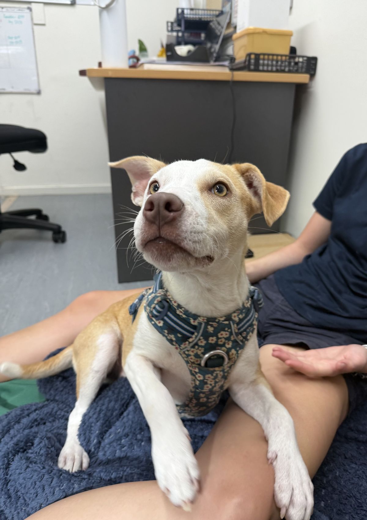 Gallery image: Bennie