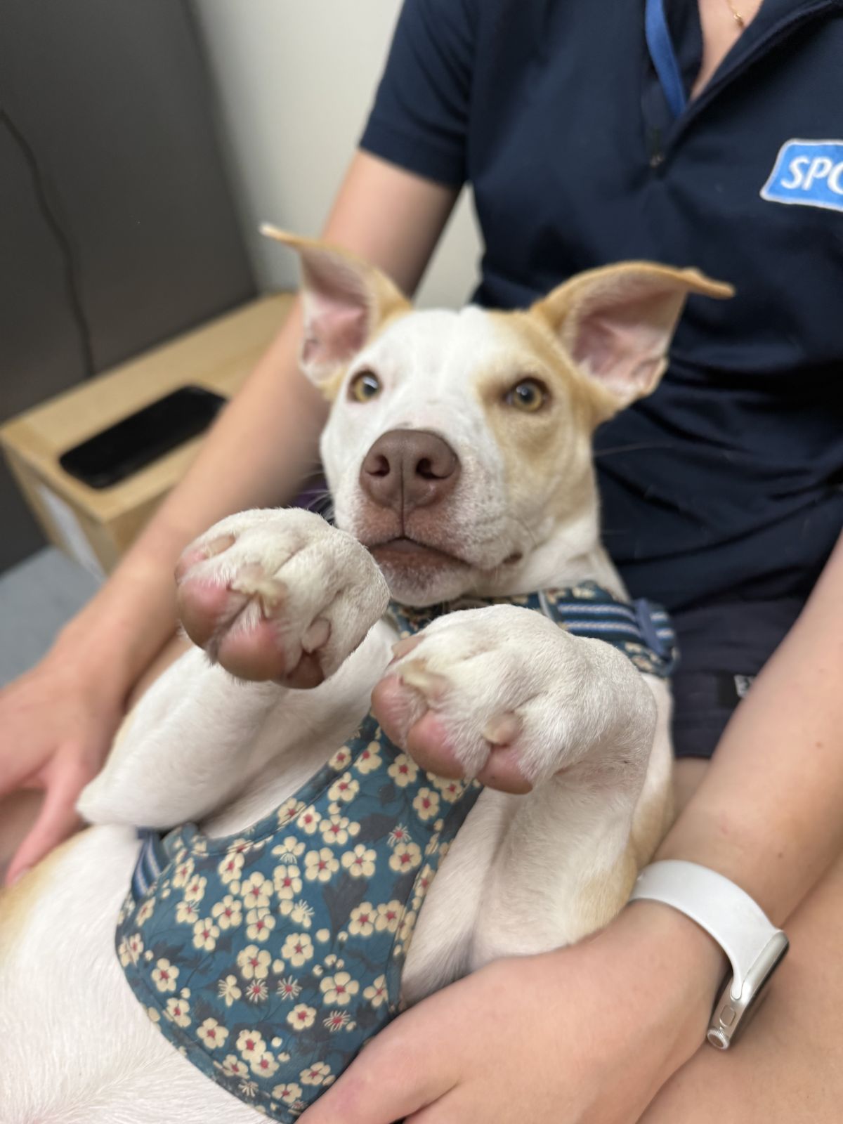 Gallery image: Bennie