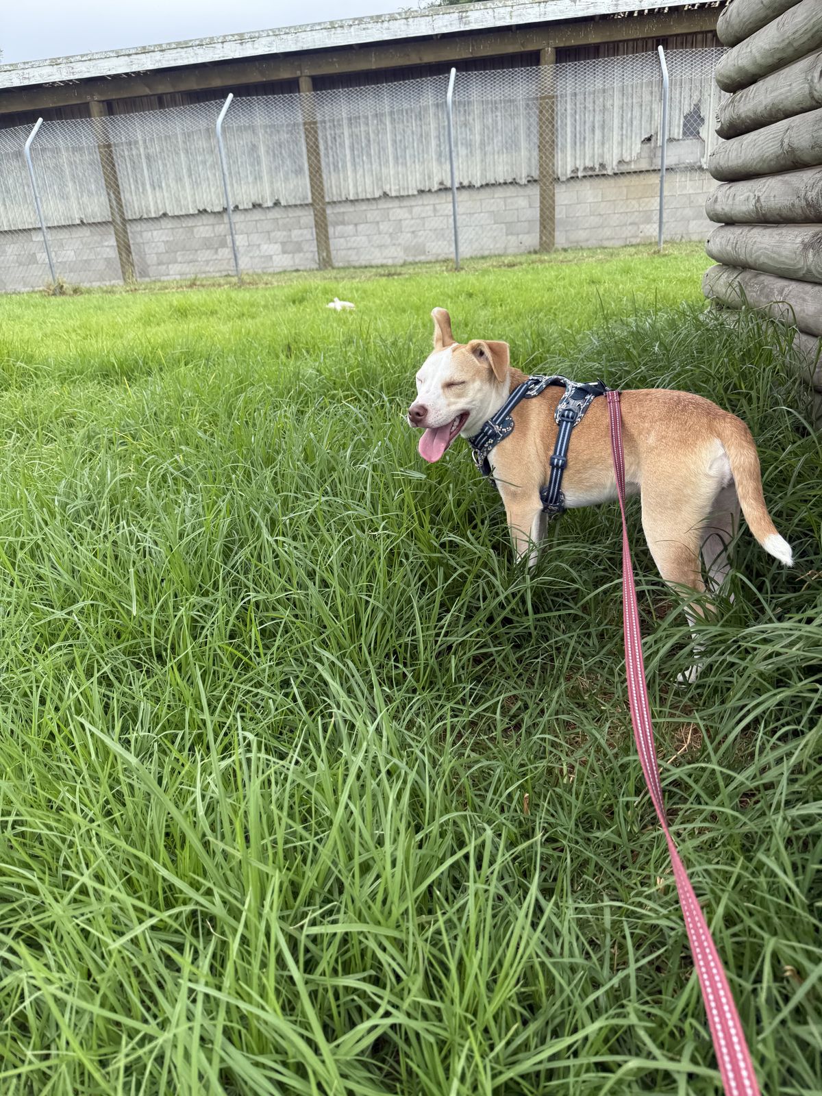 Gallery image: Bennie