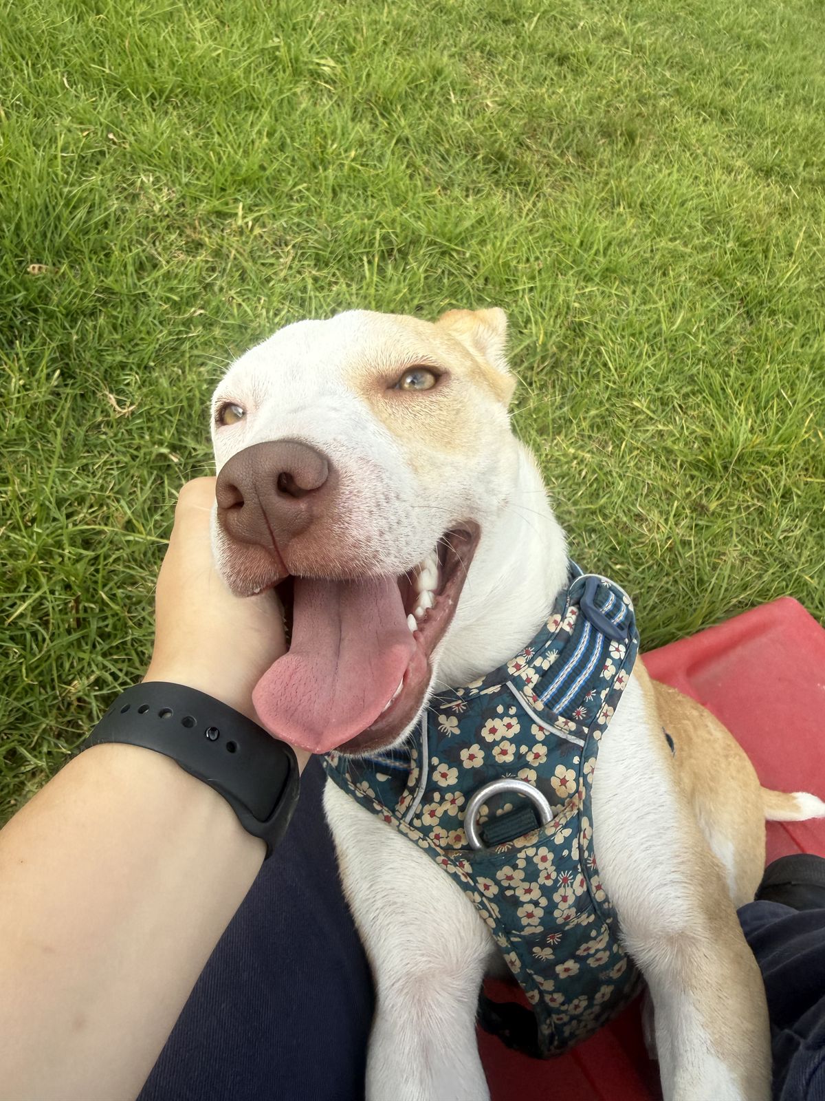 Gallery image: Bennie