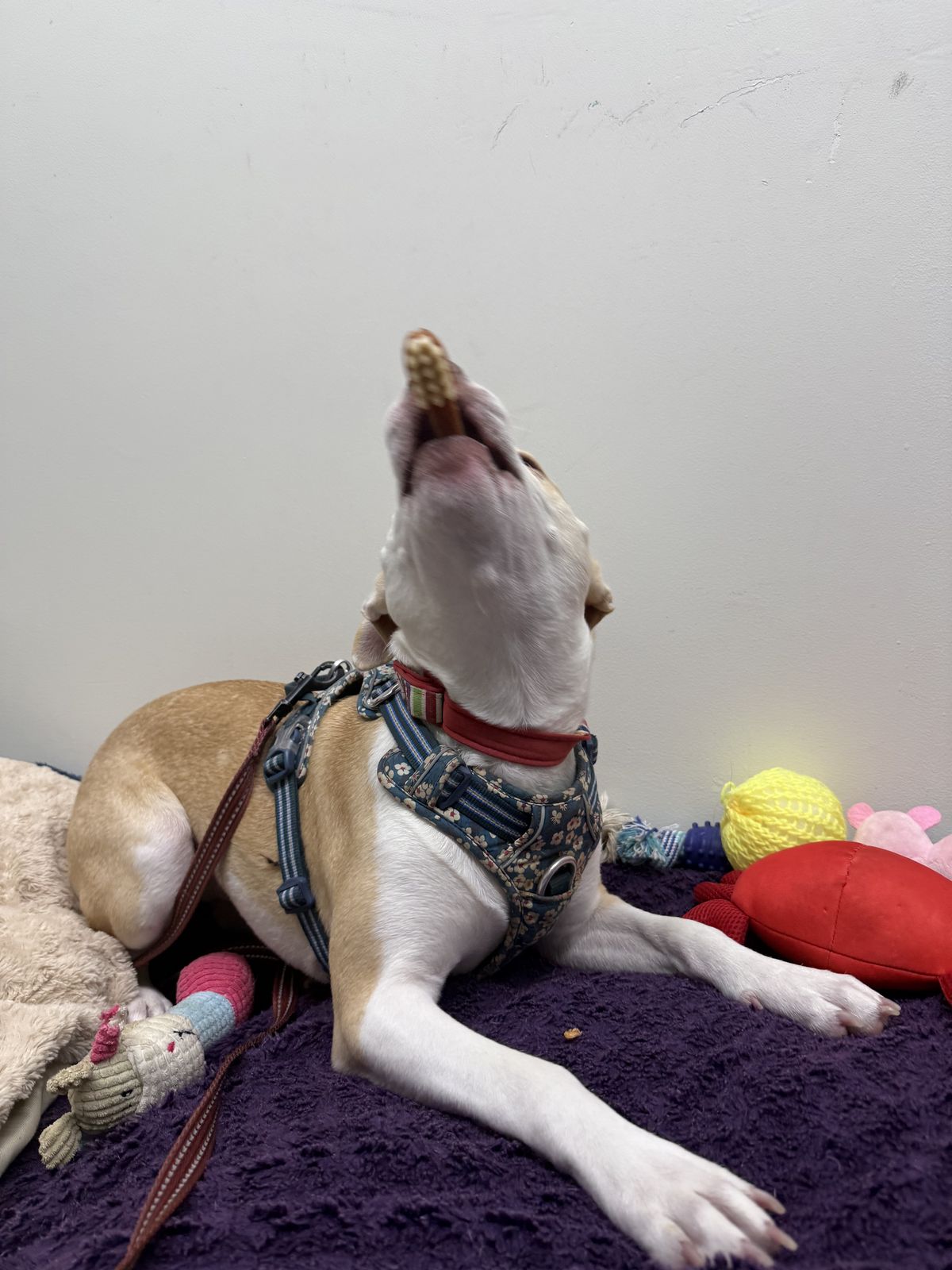 Gallery image: Bennie