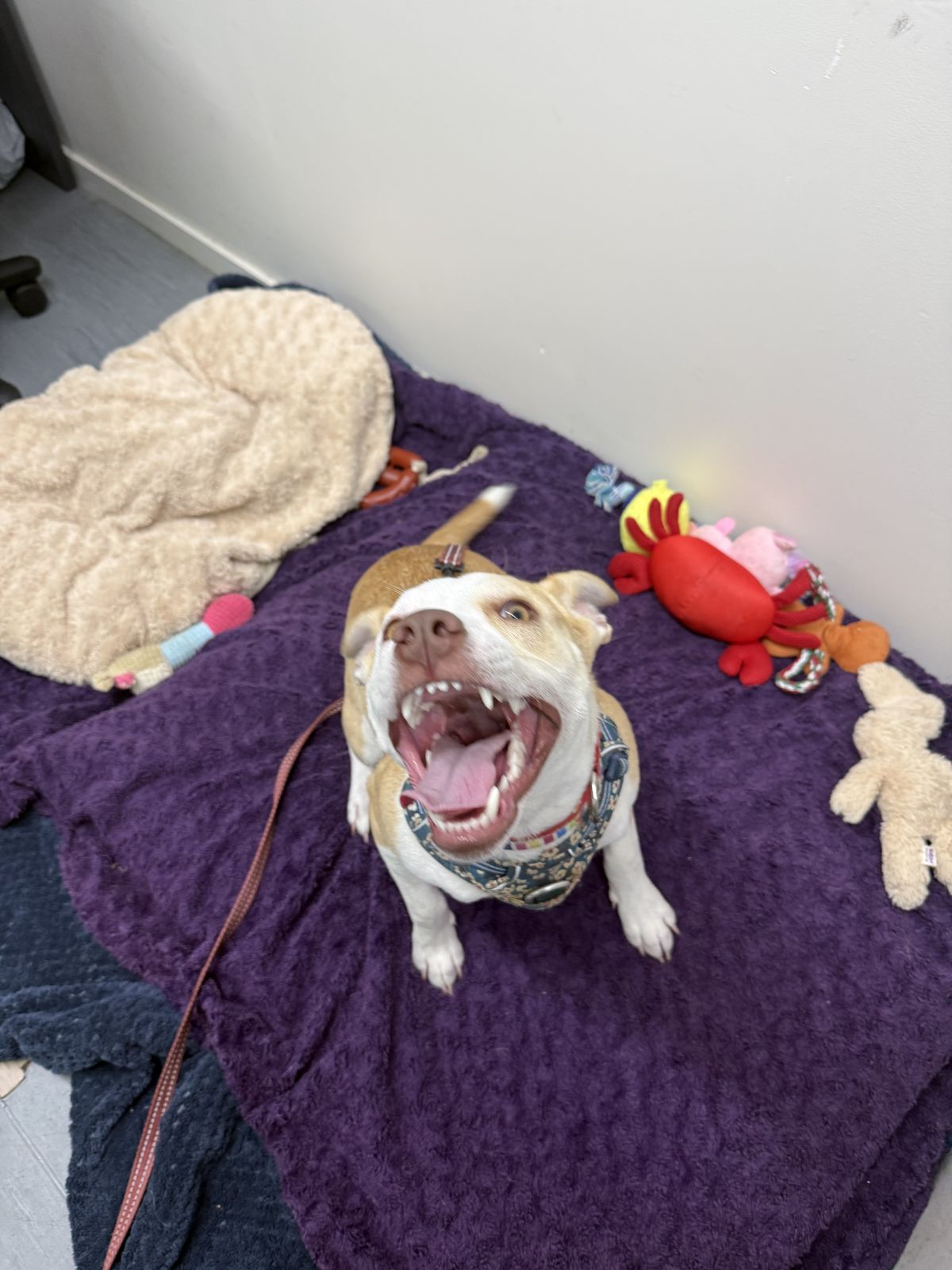 Gallery image: Bennie