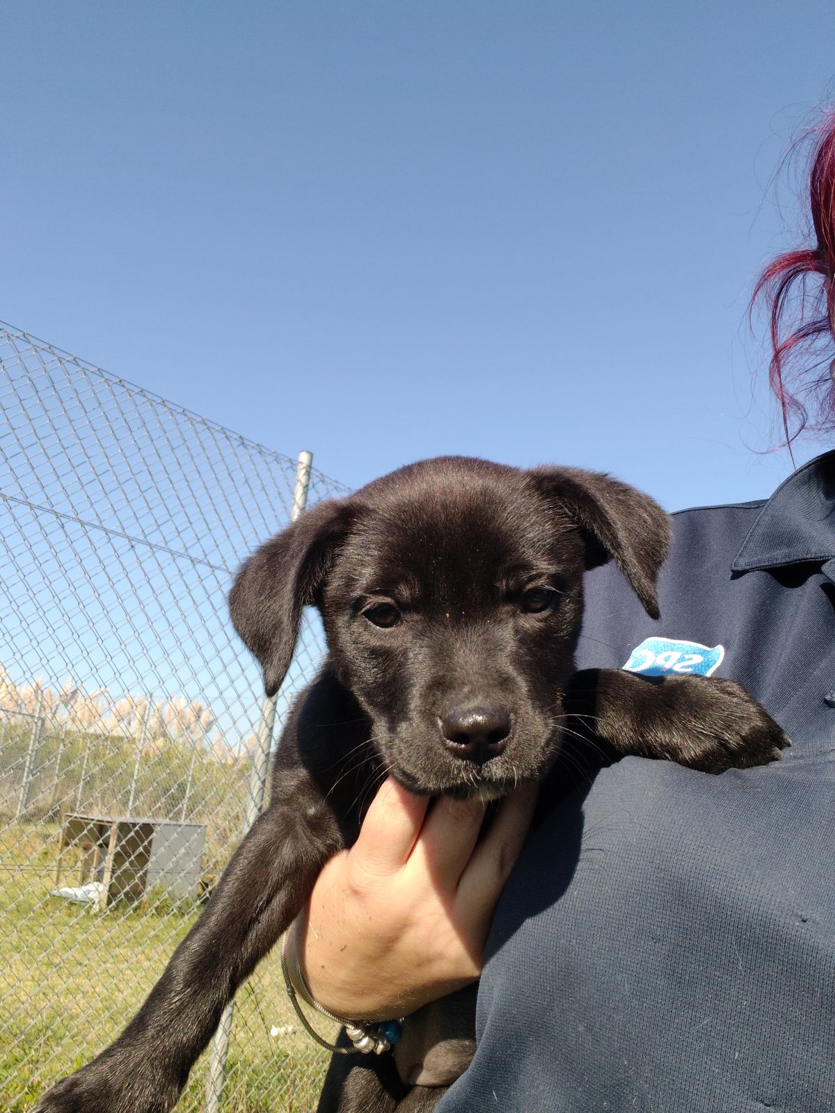 Gallery image: Dolly