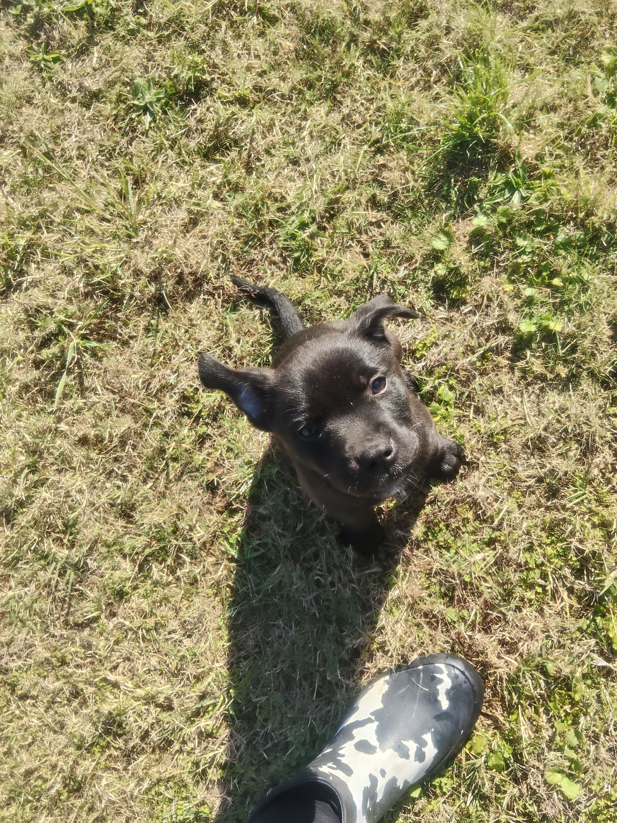 Gallery image: Dolly