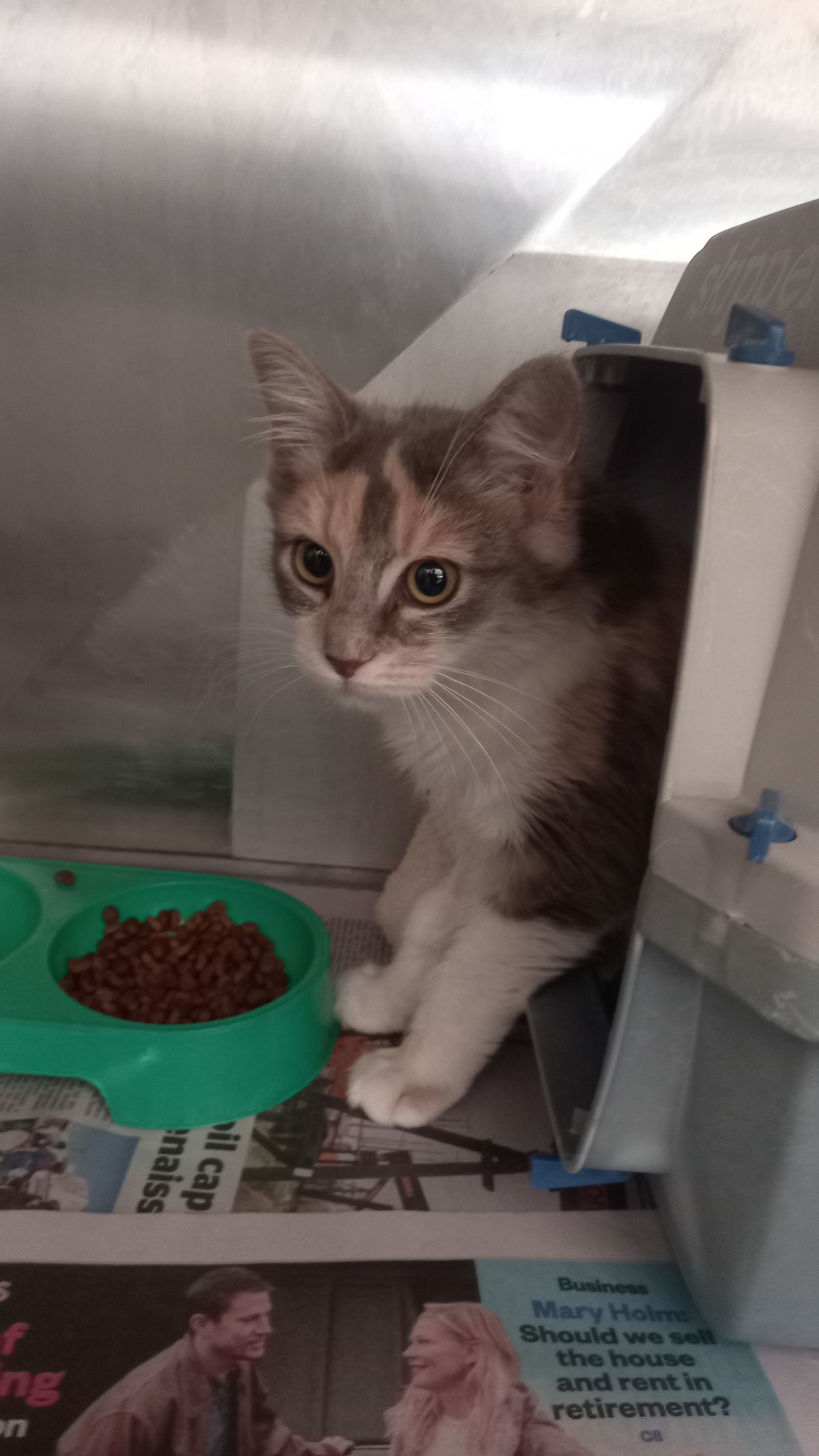 Gallery image: Muffin