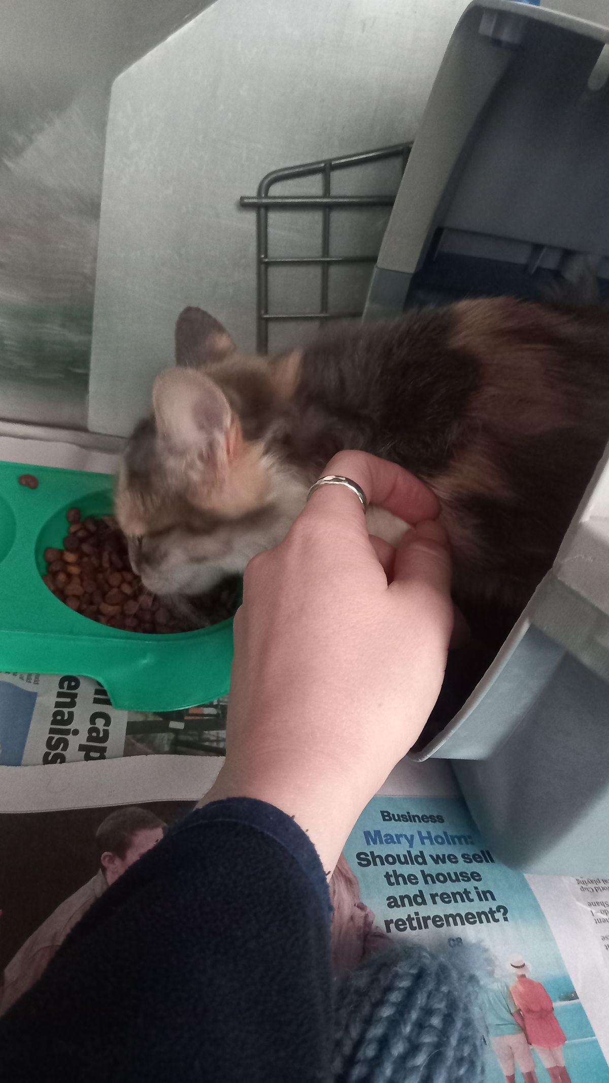 Gallery image: Muffin