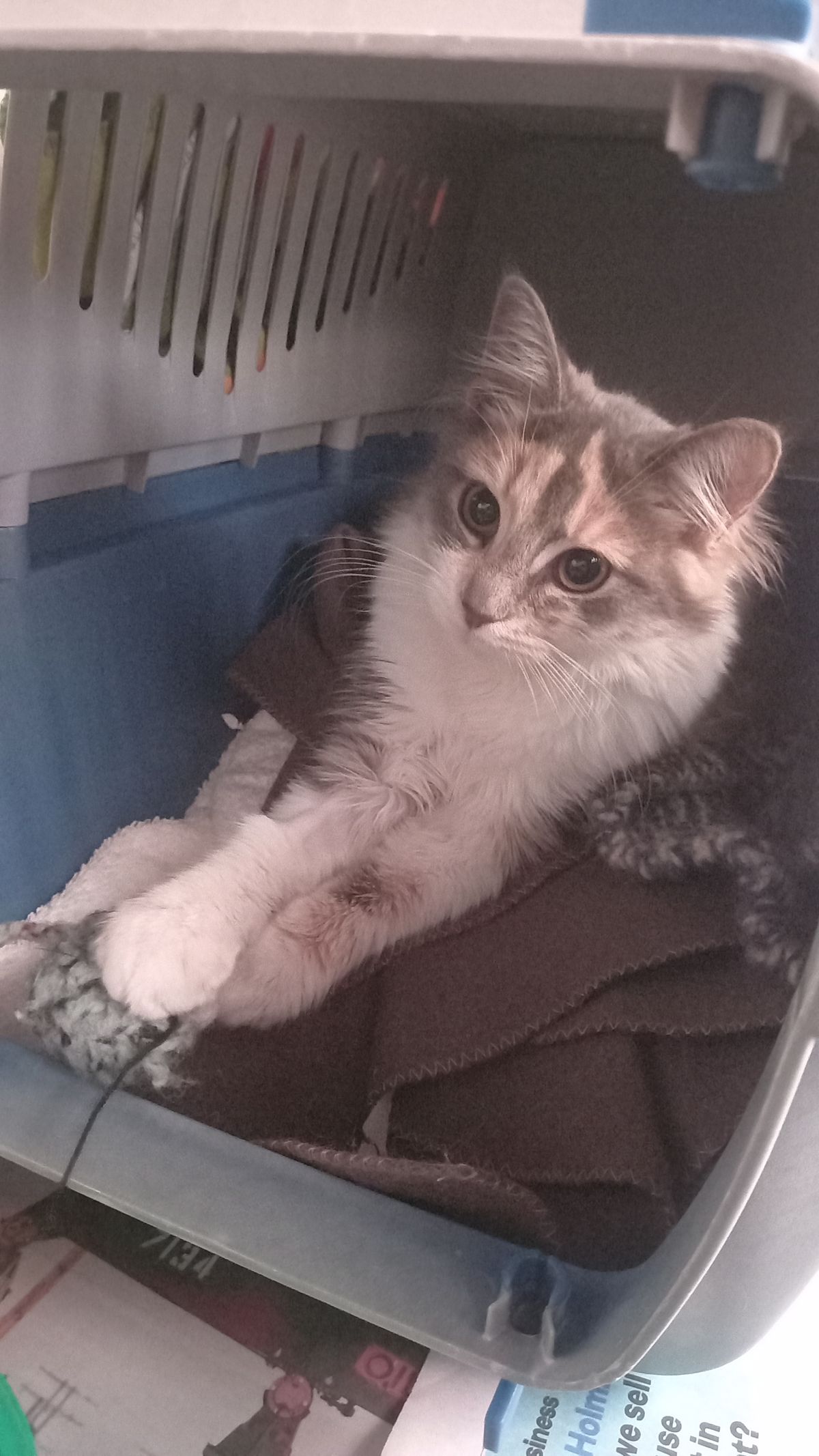 Gallery image: Muffin