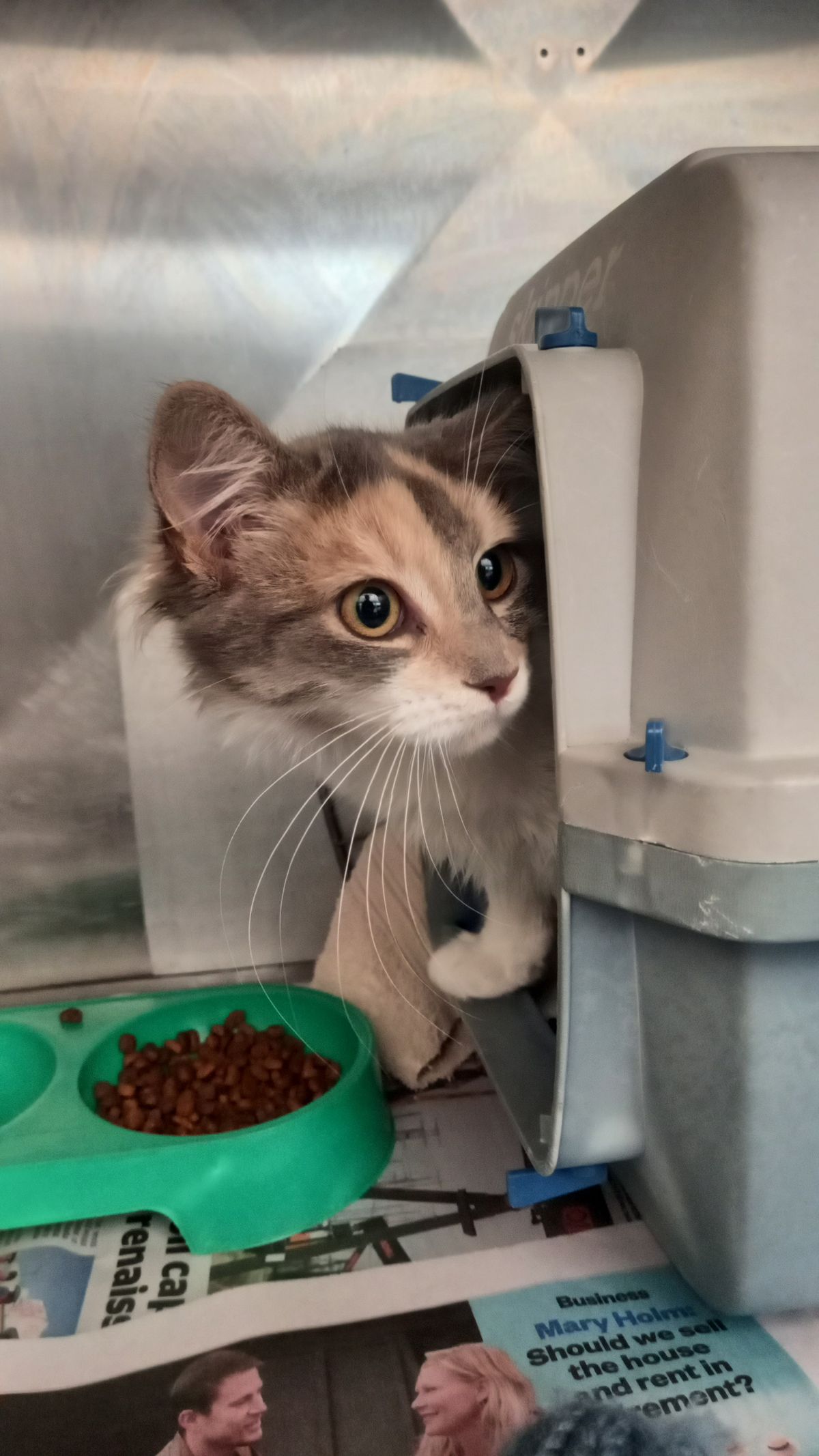 Gallery image: Muffin