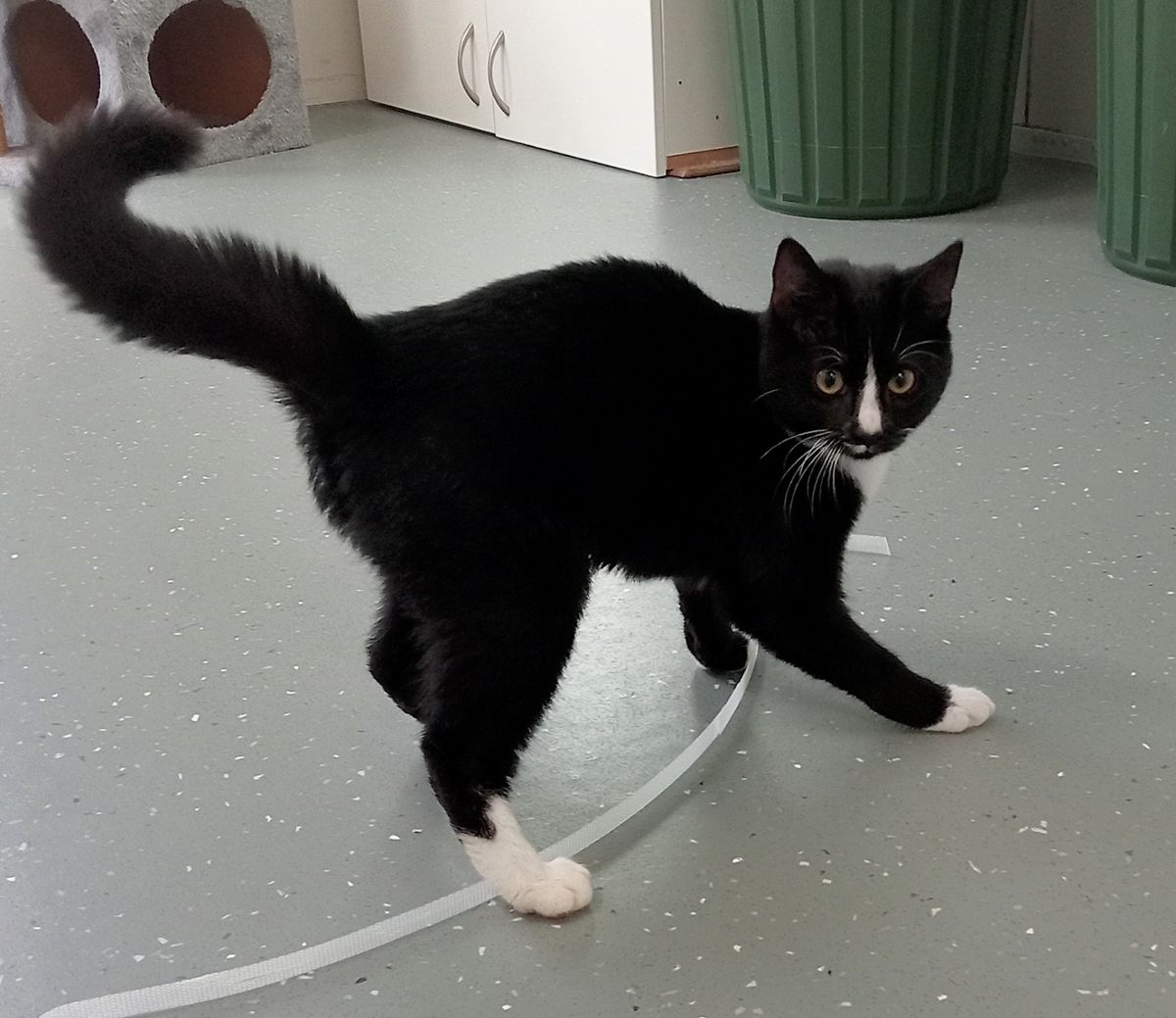 Gallery image: Piper