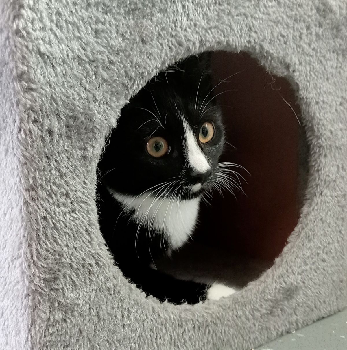 Gallery image: Piper