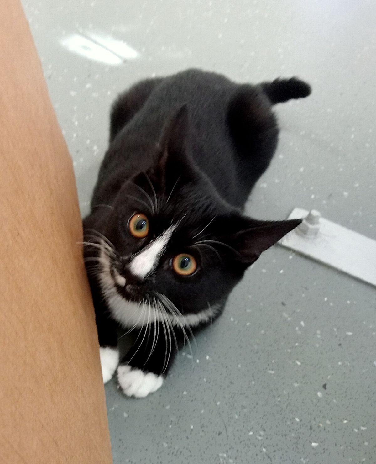 Gallery image: Piper