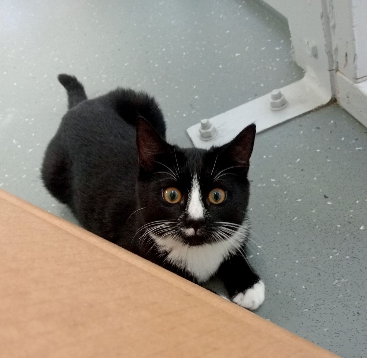 Gallery image: Piper