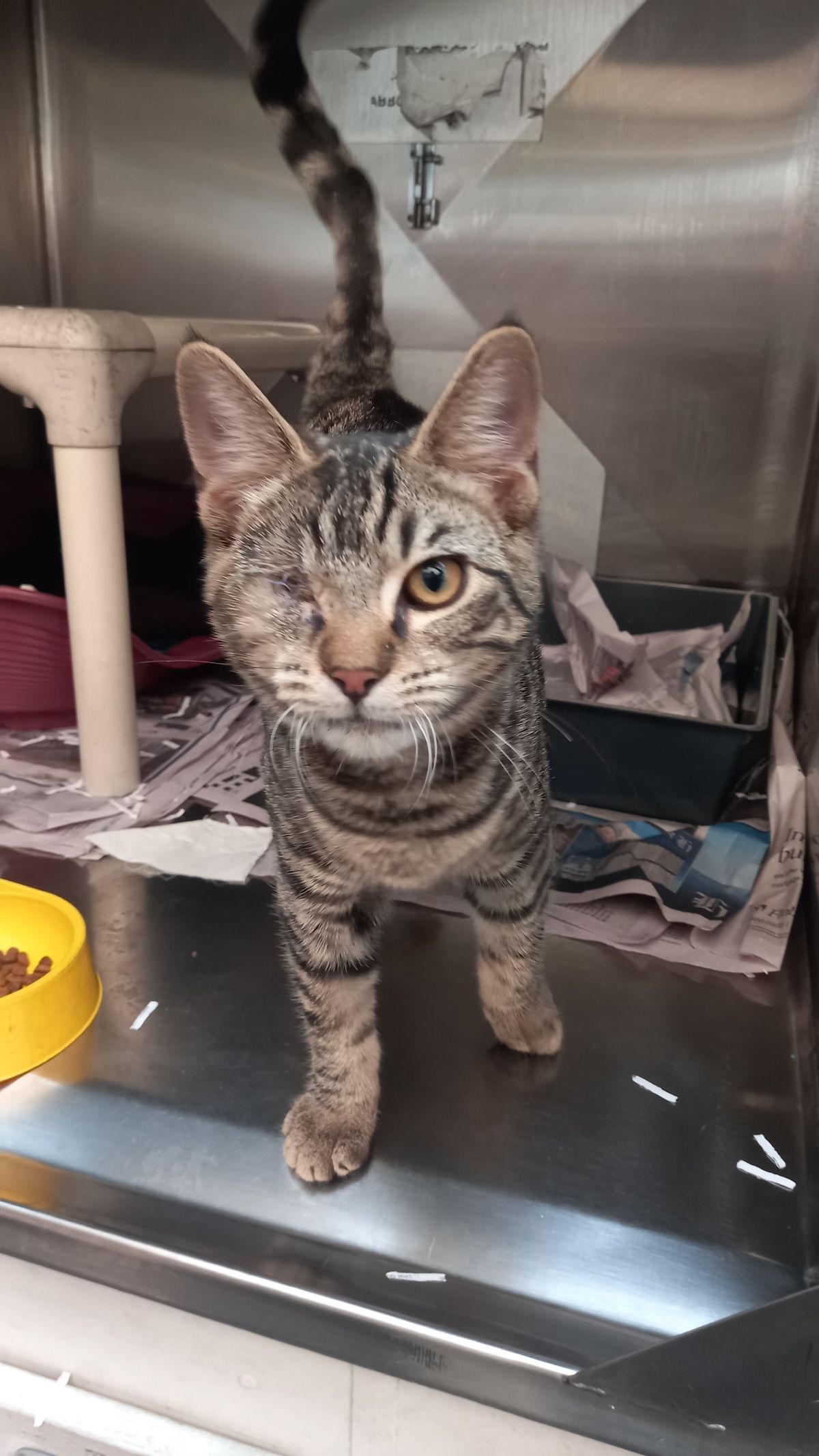 Gallery image: Teenie 