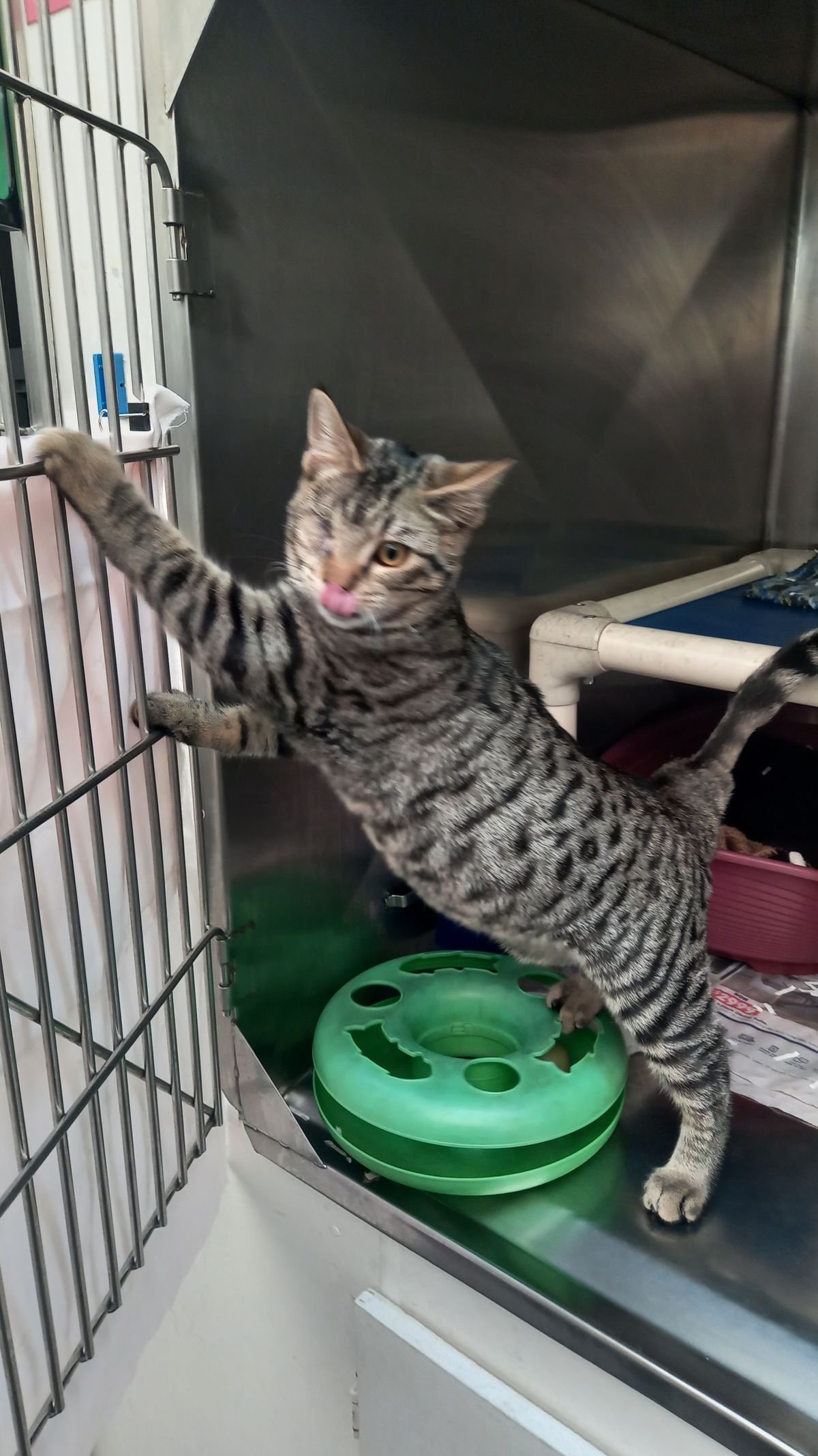 Gallery image: Teenie 